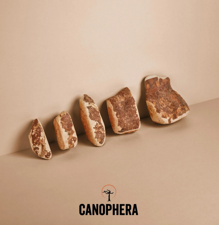 Canophera Canophera - Briar Root Wood