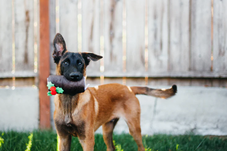 Pet Play Pet Play - Yule Log