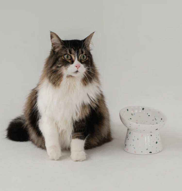 Dexy Paws Dexy Paws - Cat - Terrazzo - Raised Ceramic Bowl - 8.8oz