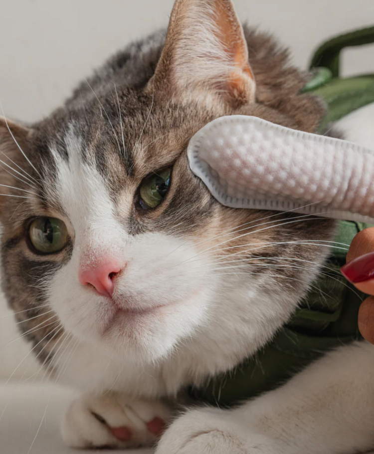 Dexy Paws Dexy Paws - Cats - Ear & Nose Finger Wipes - Unscented - 100ct