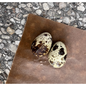 DogBites Dog Bites - Freeze Dried Quail Eggs - 1pc