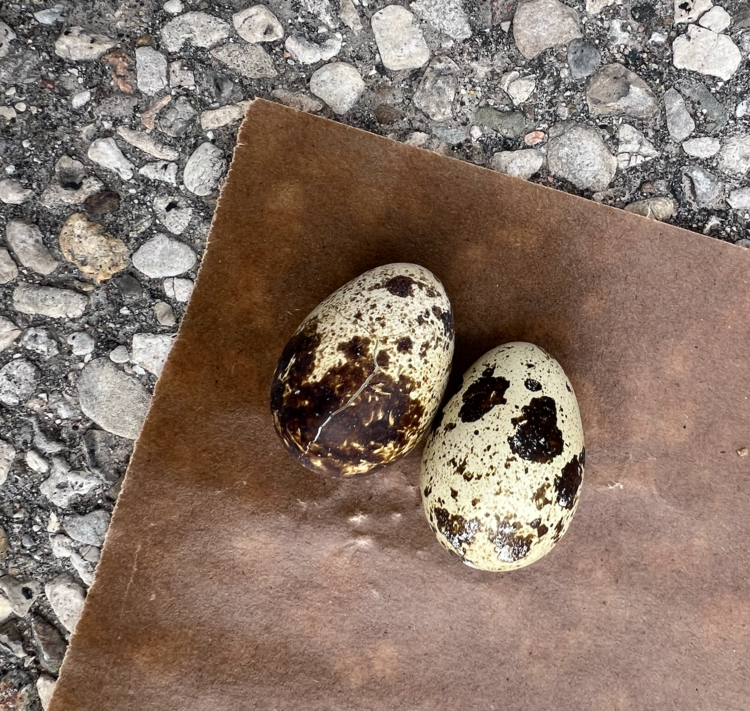 DogBites Dog Bites - Freeze Dried Quail Eggs - 1pc