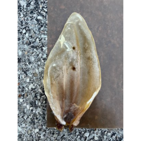 Nature's Own Nature's Own - XL Cow Ear (1pc)