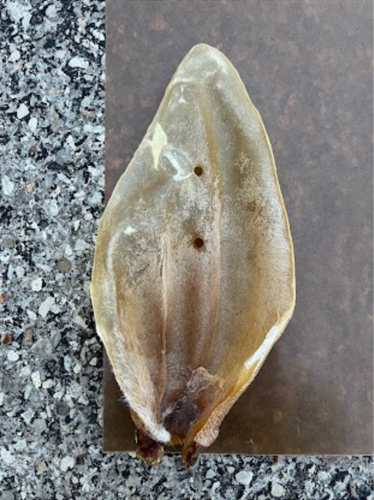 Nature's Own Nature's Own - XL Cow Ear (1pc)