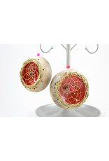 Nancy Oakley Dream Catchers by Nancy Oakley