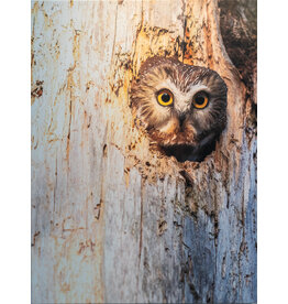 Kris Tynski Stumped Stare, Original Photograph Reproduction on Canvas, by Kris Tynski (18x24)
