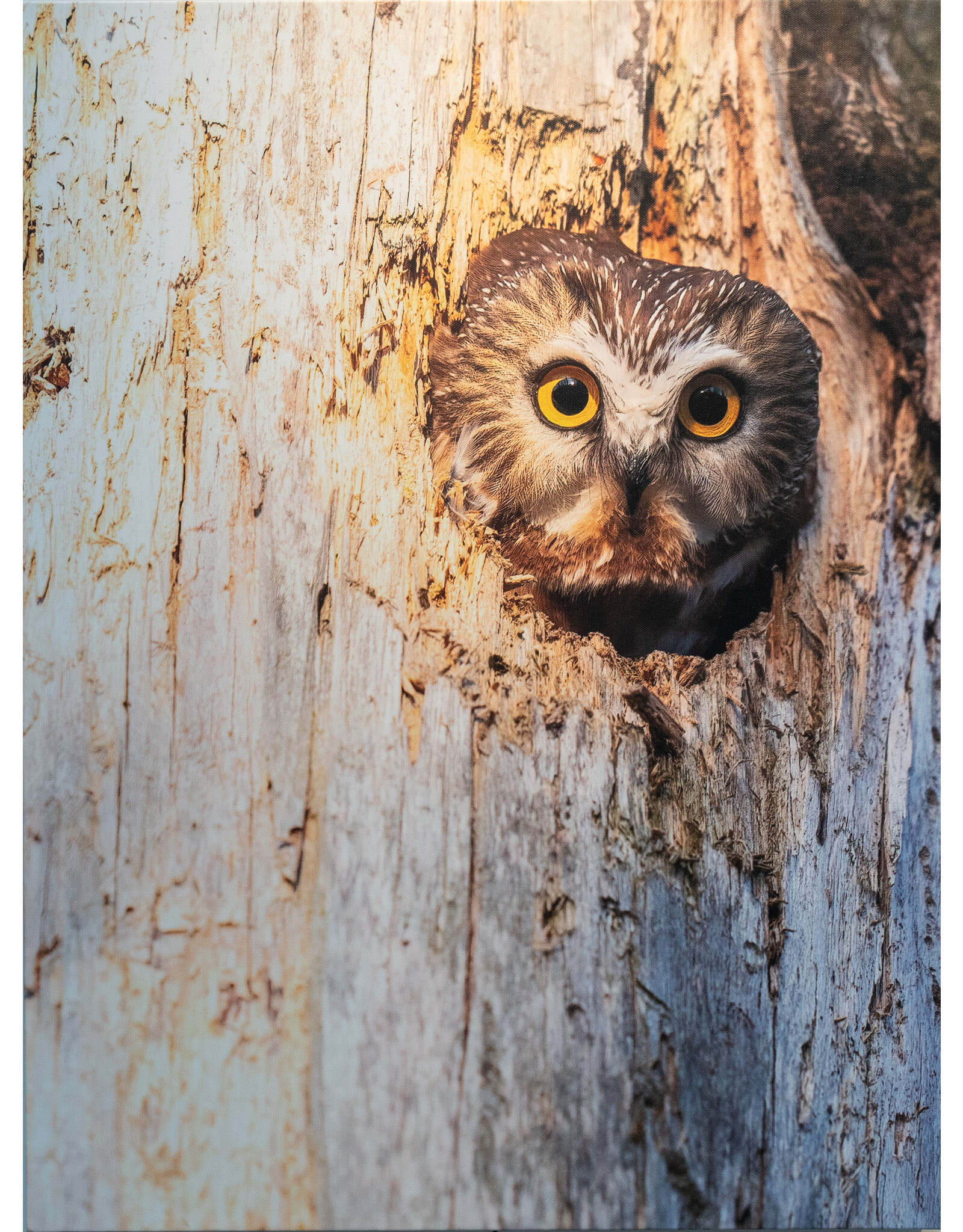 Kris Tynski Stumped Stare, Original Photograph Reproduction on Canvas, by Kris Tynski (18x24)