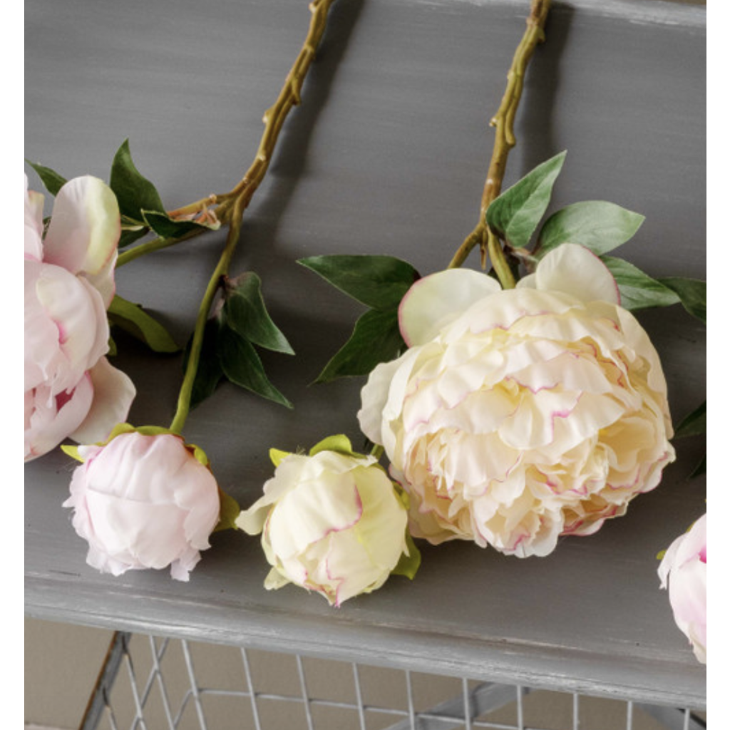 Park Hill Garden Peony Cutting 3 Asst Colors Judy At The Rink