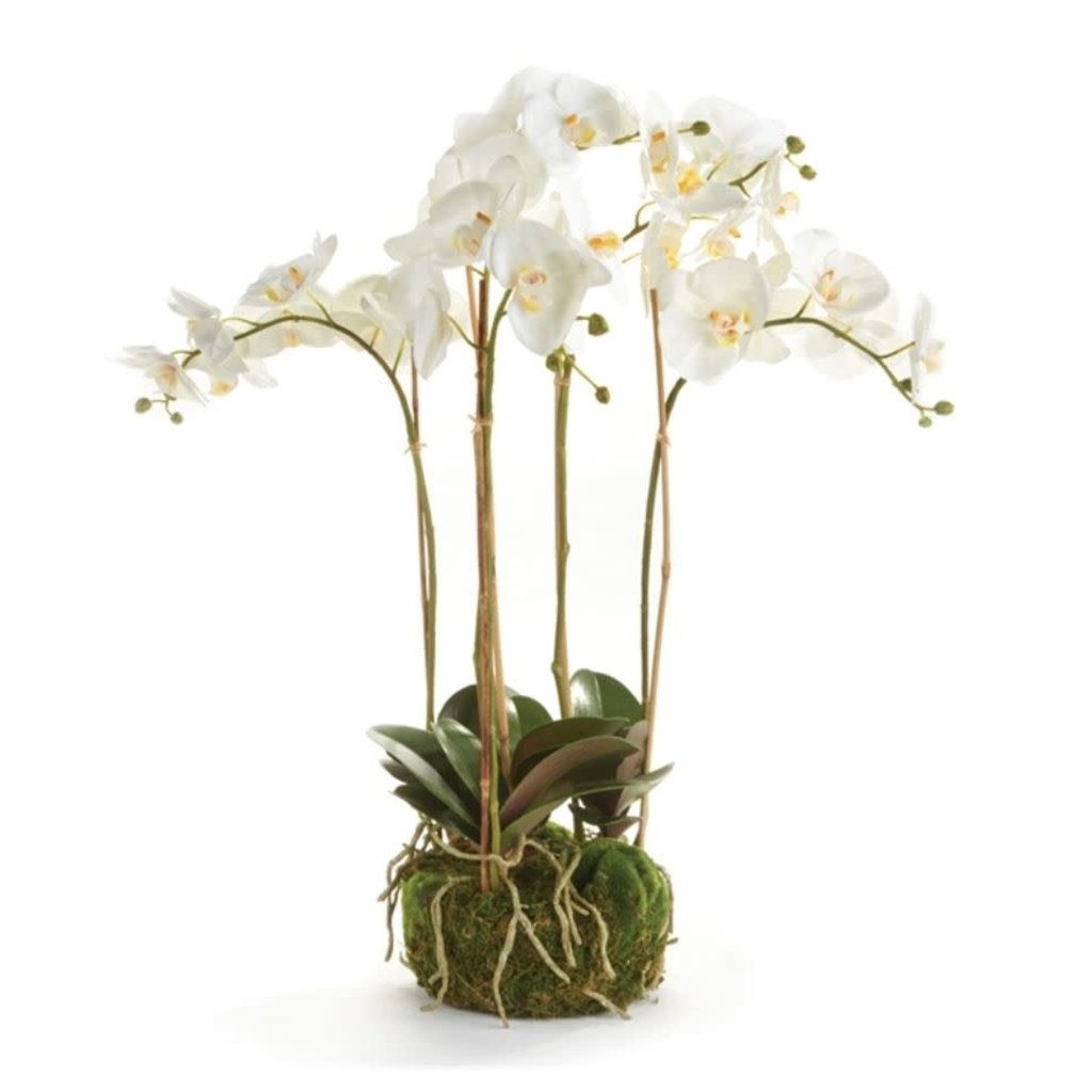 Napa Home & Garden 25'' Orchid Drop In
