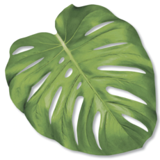 Hester and Cook Die-Cut Monstera Leaf Placemat- 12 Sheets