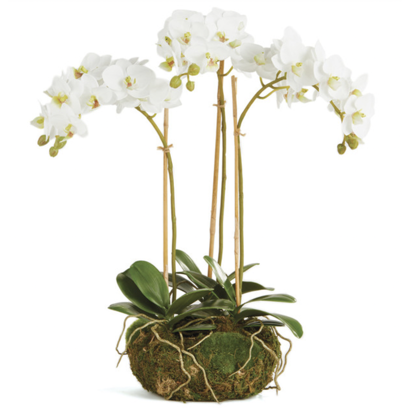 Napa Home & Garden Phalaenopsis 16” Mini Garden Drop-In