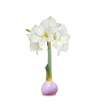 The Happy Hours Collective Waxed Amaryllis Bulb