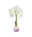 Waxed Amaryllis Bulb