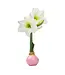 Waxed Amaryllis Bulb