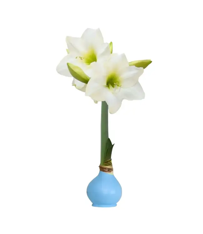 Waxed Amaryllis Bulb