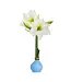 Waxed Amaryllis Bulb