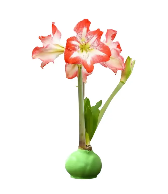Waxed Amaryllis Bulb
