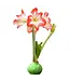 Waxed Amaryllis Bulb