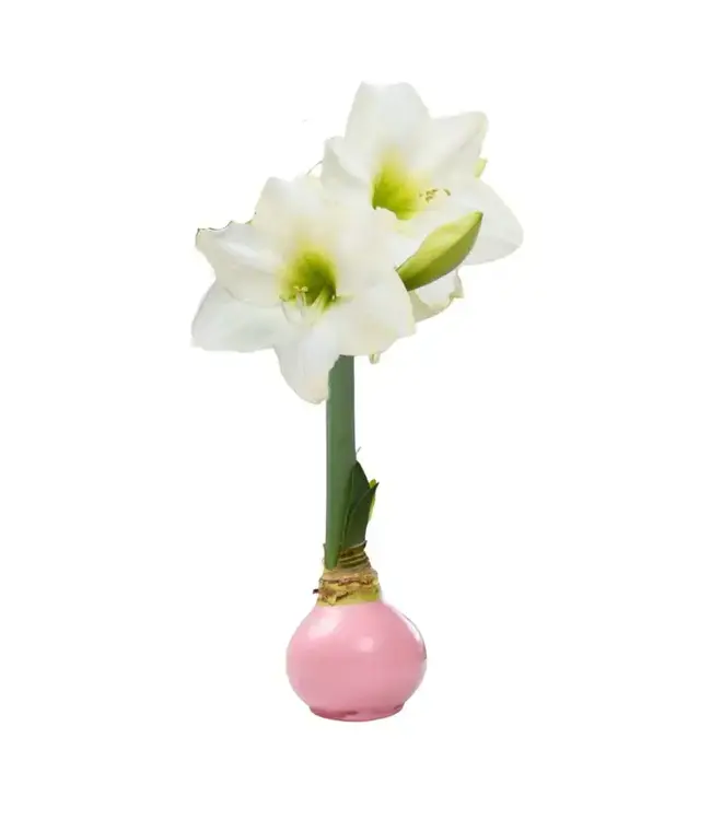 Waxed Amaryllis Bulb