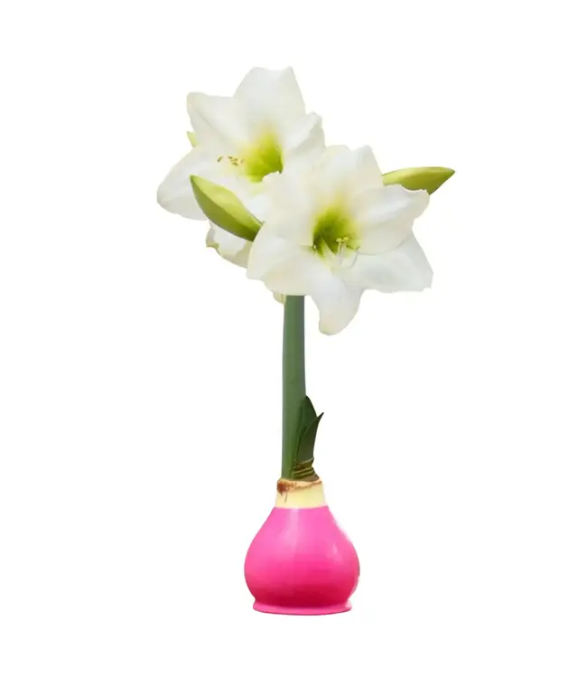 Waxed Amaryllis Bulb