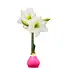Waxed Amaryllis Bulb