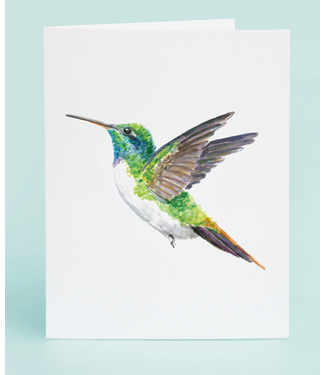 Taylor Paladino Hummingbird