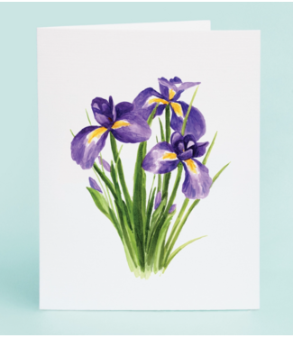 Taylor Paladino Louisiana Iris