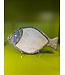 Fish Tray - Ivory and Gray/Gold