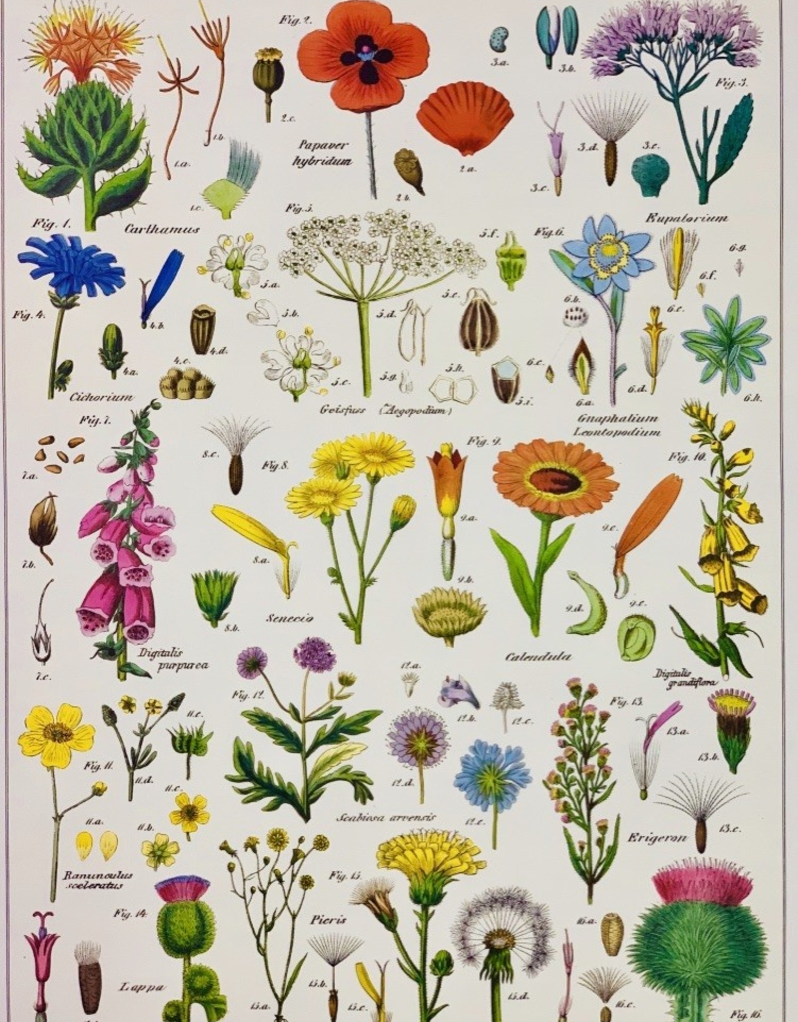 Ботанические иллюстрации растений