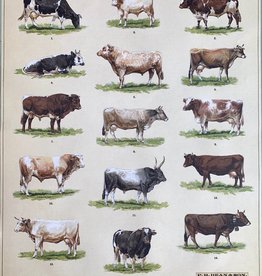 Cavallini Cow Chart, Cavallini Poster Print, 20" x 28"