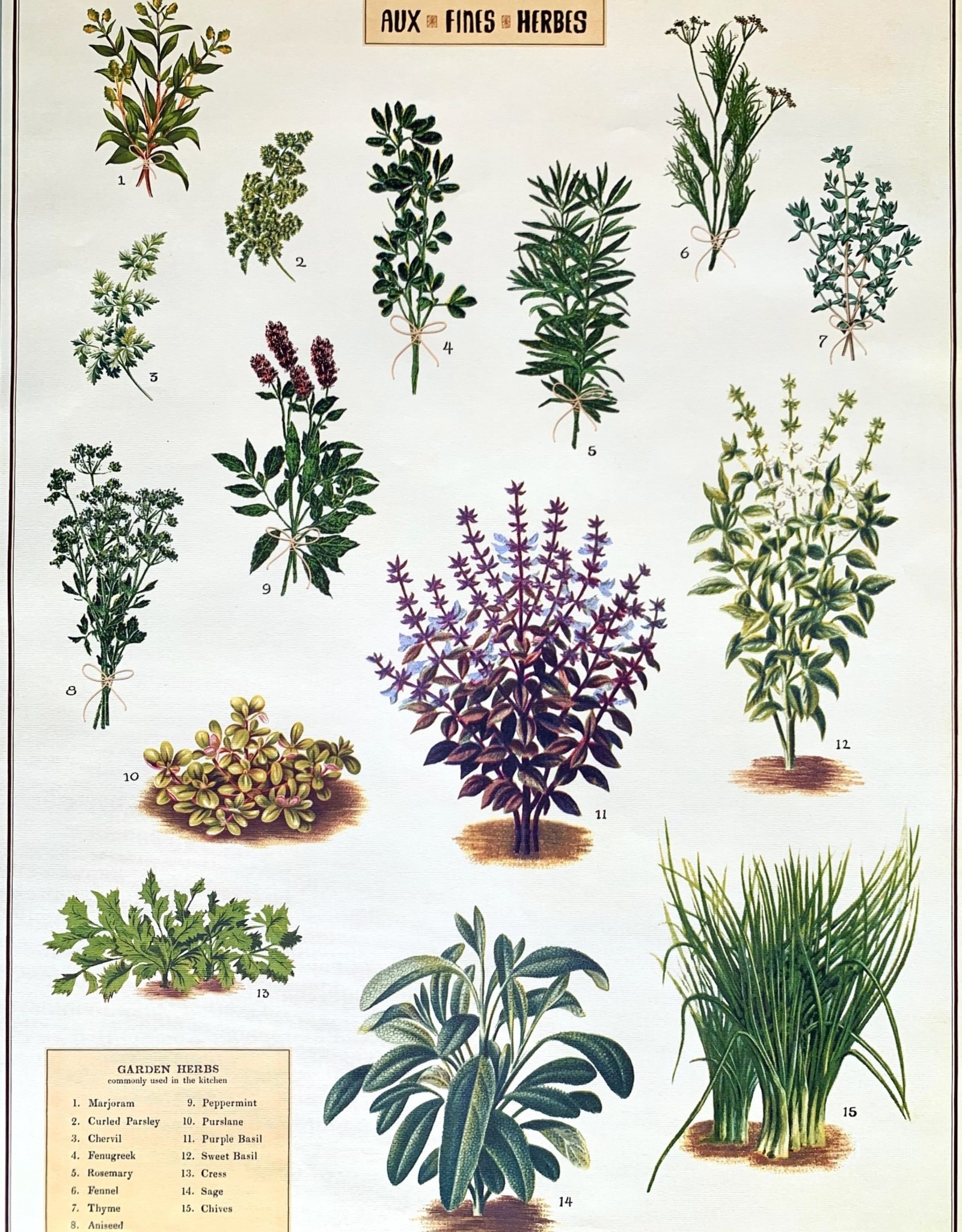 Cavallini Kitchen Herbs, Cavallini Poster Print, 20" x 28"