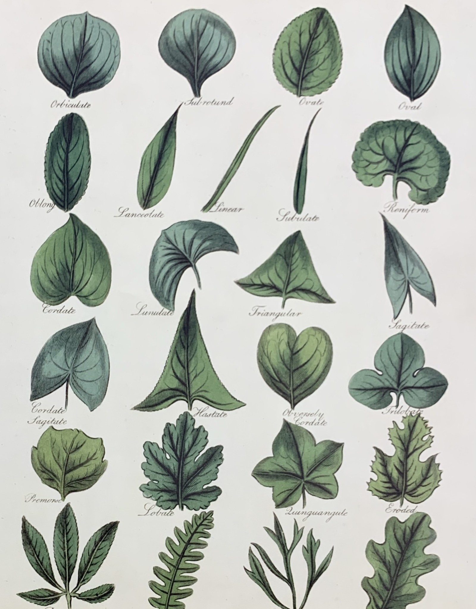 Cavallini Botany Leaves, Cavallini Poster Print, 20" x 28"