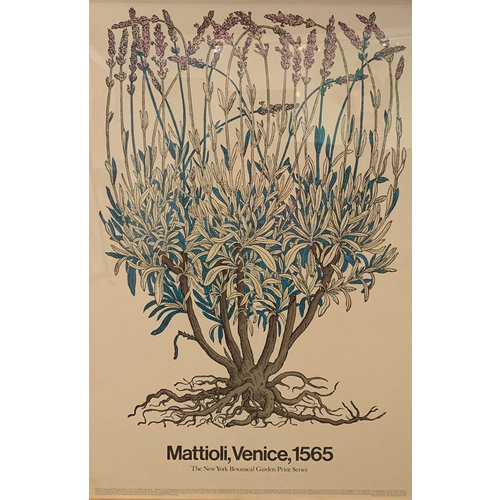 MATTIOLI VENICE LAVENDER NEW YORK BOTANICAL GARDEN PRINT