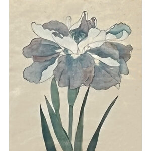 ANTIQUE JAPANESE WATERCOLOR OF IRIS FLOWER: NO. 1