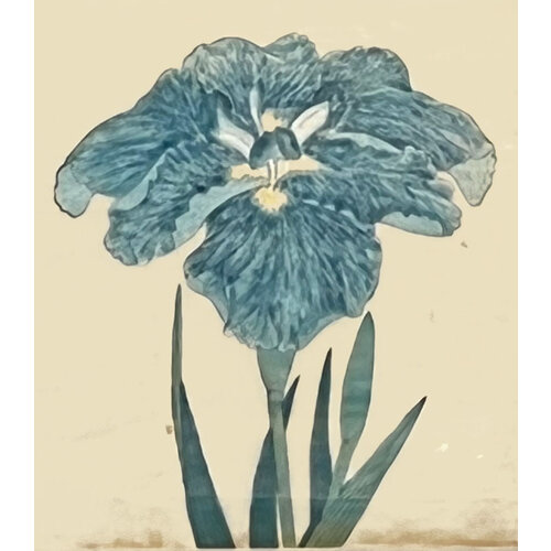 ANTIQUE JAPANESE WATERCOLOR OF IRIS FLOWER: NO. 2 ANTIQUE JAPANESE WATERCOLOR OF IRIS FLOWER: NO. 2