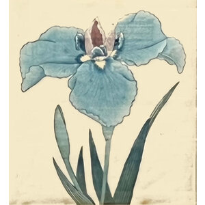 ANTIQUE JAPANESE WATERCOLOR OF IRIS FLOWER: NO. 3
