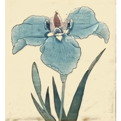 ANTIQUE JAPANESE WATERCOLOR OF IRIS FLOWER: NO. 3 ANTIQUE JAPANESE WATERCOLOR OF IRIS FLOWER: NO. 3