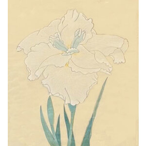 ANTIQUE JAPANESE WATERCOLOR OF IRIS FLOWER: NO. 7