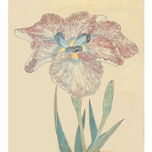 ANTIQUE JAPANESE WATERCOLOR OF IRIS FLOWER: NO. 9