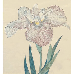 ANTIQUE JAPANESE WATERCOLOR OF IRIS FLOWER: NO. 8