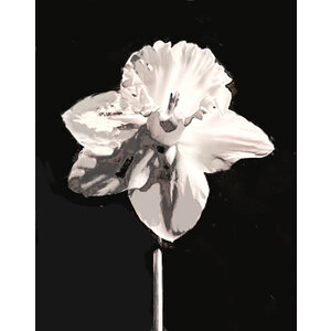 BLACK AND WHITE PHOTO OF DAFFODIL BLACK AND WHITE PHOTO OF DAFFODIL