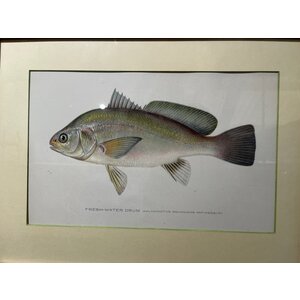 FRESH-WATER DRUM FISH
