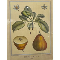 POMONA GALLICA DUHAMEL PRINT PEARS