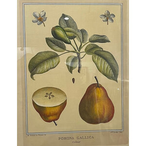 POMONA GALLICA DUHAMEL PRINT PEARS