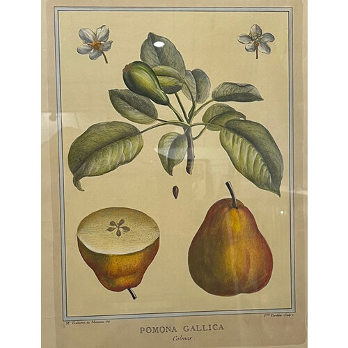 POMONA GALLICA DUHAMEL PRINT PEARS POMONA GALLICA DUHAMEL PRINT PEARS