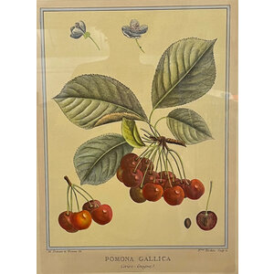 POMONA GALLICA DUHAMEL PRINT CHERRIES