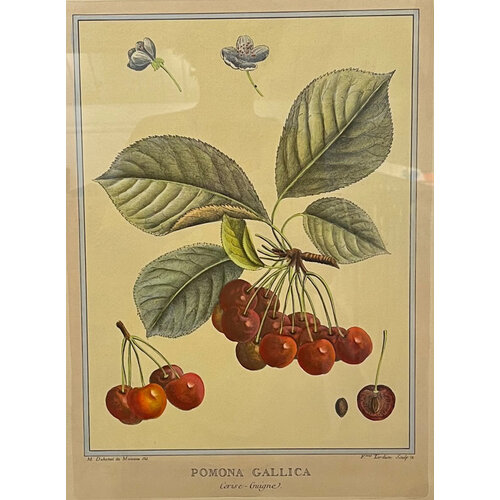 POMONA GALLICA DUHAMEL PRINT CHERRIES POMONA GALLICA DUHAMEL PRINT CHERRIES
