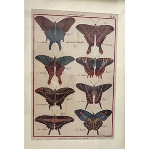 ENGRAVINGS OF BUTTERFLIES FROM HISTOIRE NATURELLE INSECTES FRAMED ENGRAVINGS OF BUTTERFLIES FROM HISTOIRE NATURELLE INSECTES FRAMED