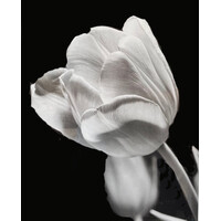 BLACK AND WHITE PHOTOGRAPH OF TULIP