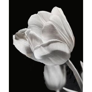BLACK AND WHITE PHOTOGRAPH OF TULIP BLACK AND WHITE PHOTOGRAPH OF TULIP